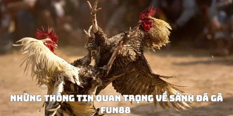Những thông tin quan trọng về sảnh đá gà 88 